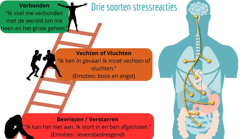 Schema van de ladder van stressreacties